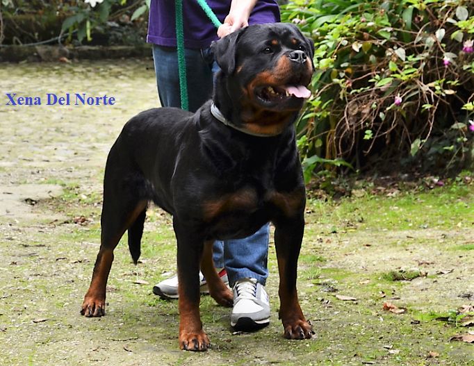 CH. Xena Del Norte