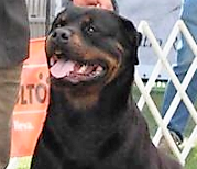 Guga del Panco