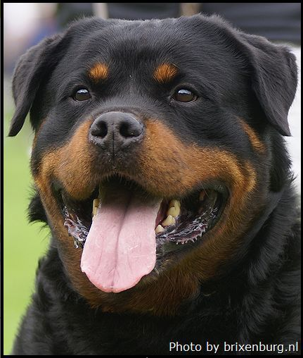 Ambassador von Shambala