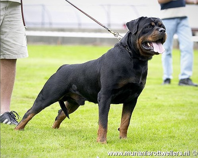 Gonzzo Earl Antonius