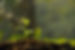 Young plant in the morning light.jpg