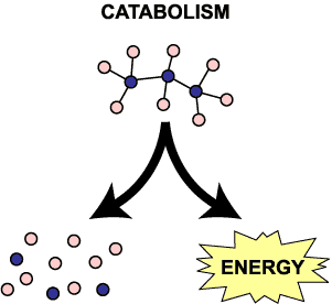 catabolism.gif