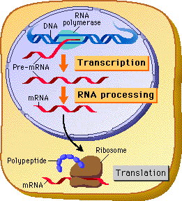 Molecular Genetics