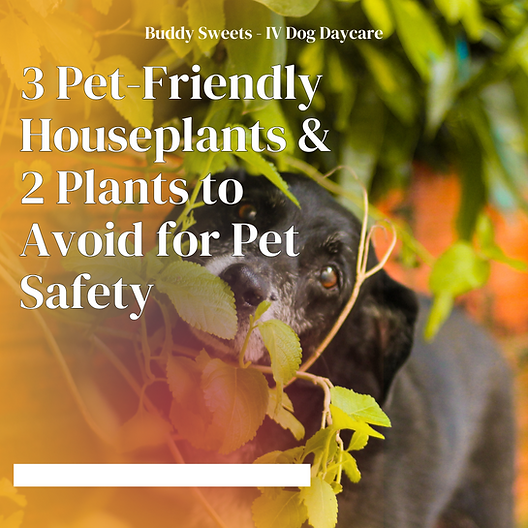 3 Pet-Friendly Houseplants & 2 Plants to Avoid for Pet Safety
