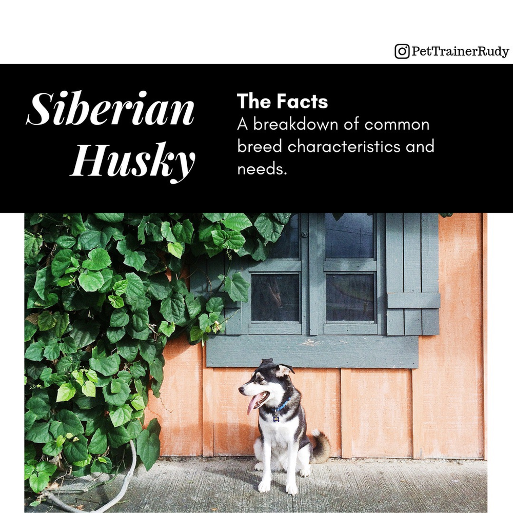 siberian husky needs