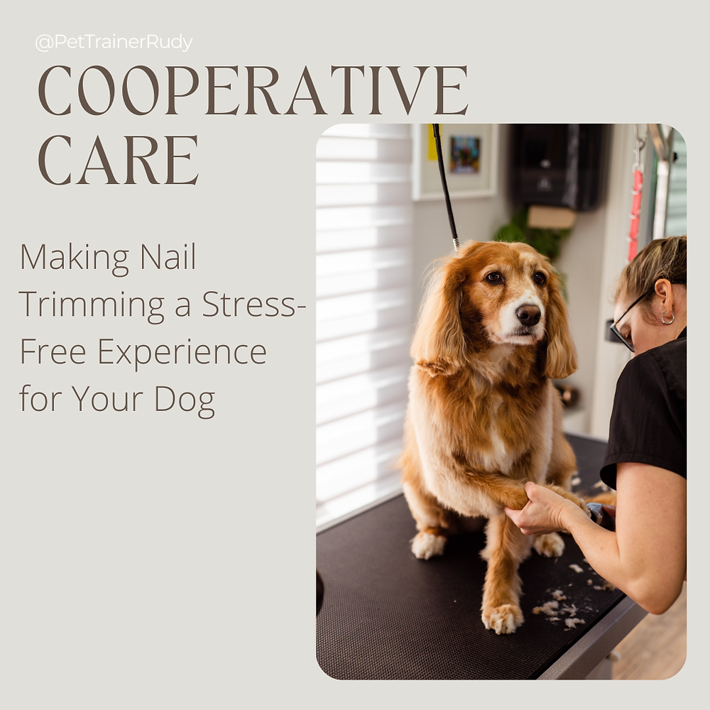 Cooperative Care: Making Nail Trimming a Stress-Free Experience for ...