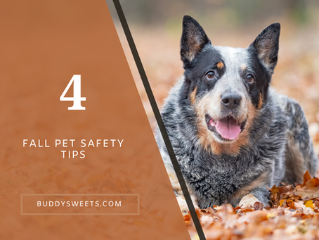 Fall Pet Safety Tips: Protecting Your Furry Friend from Seasonal Hazards