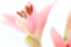 pinklilies