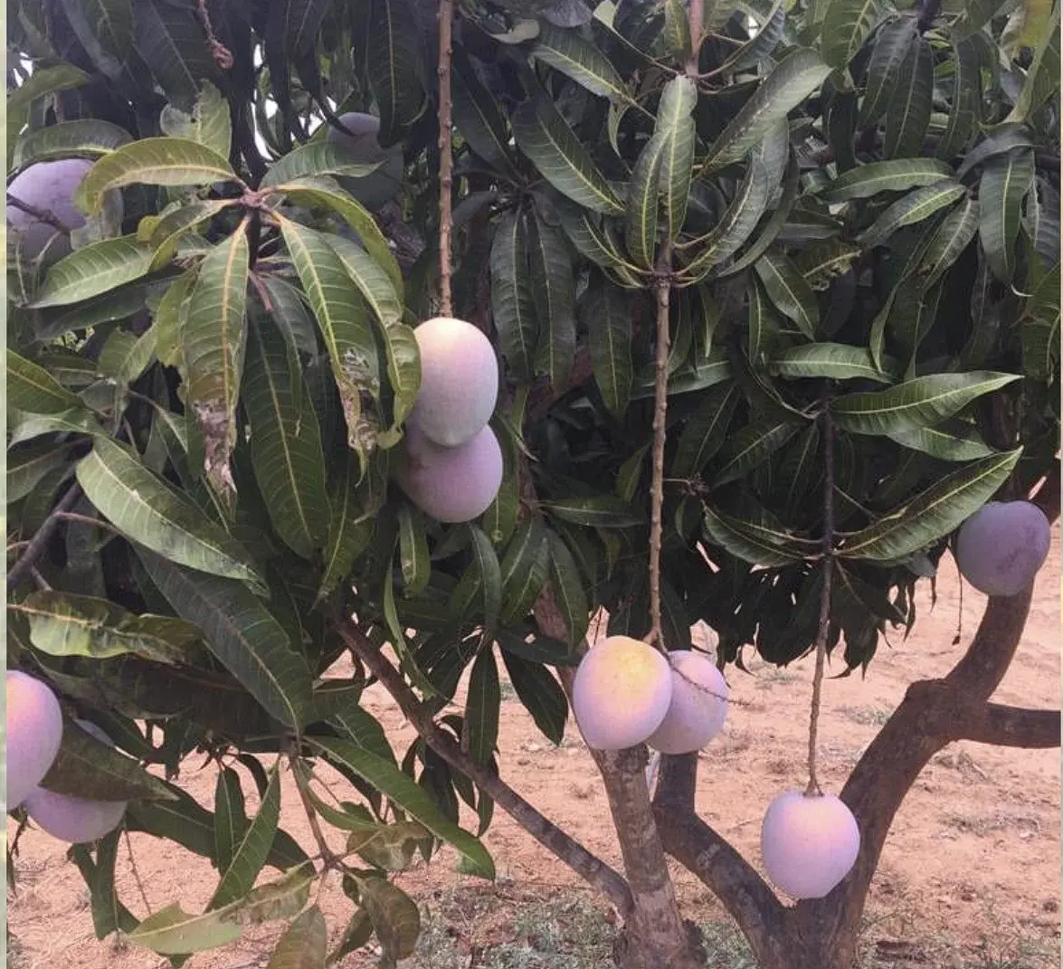 Pulihora Mango