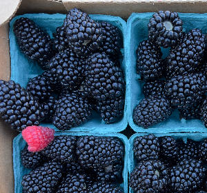 Blackberries at at Blackberry Food Co-op