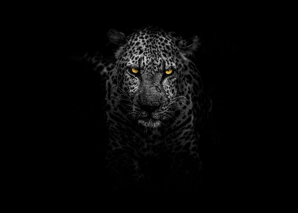 Leopard.jpg