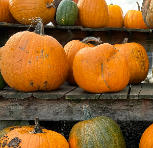 Pumpkins at Blackberry Food Co-op