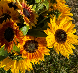 Sunflowers at the Blackberry Food Co-op