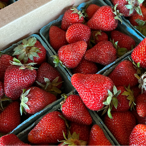 Strawberries at the Blackberry Food Co-op