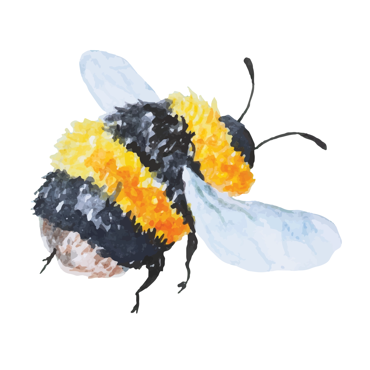 Bumblebee.webp