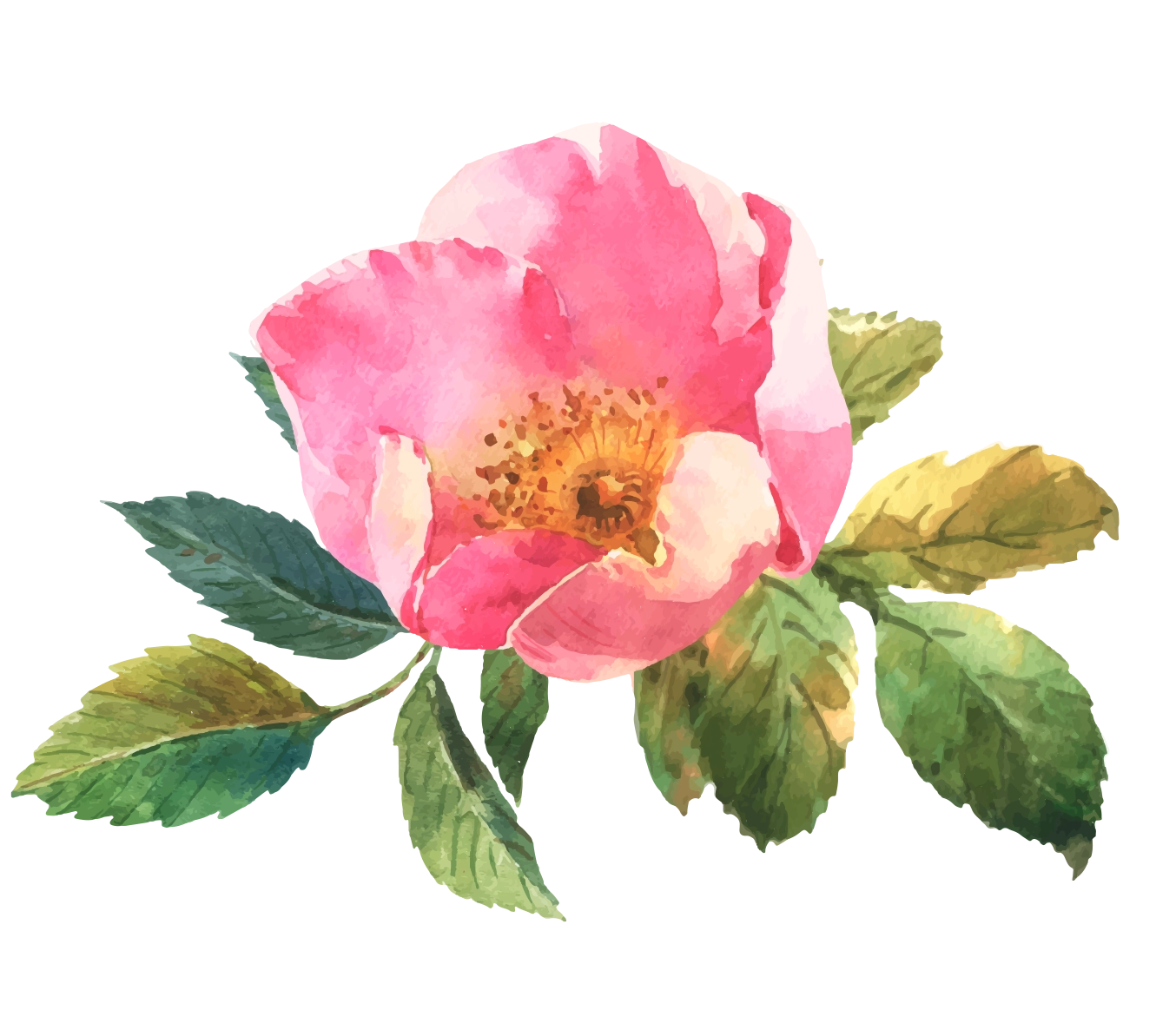 wild rose.webp