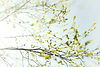 Spring growth background