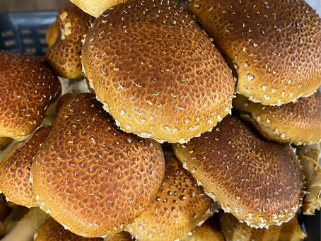 Chestnut Mushrooms at the Blackberry Food Co-op