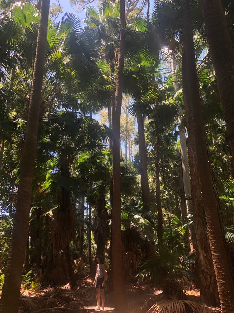 Gabby in a palm forest with very tall palm trees