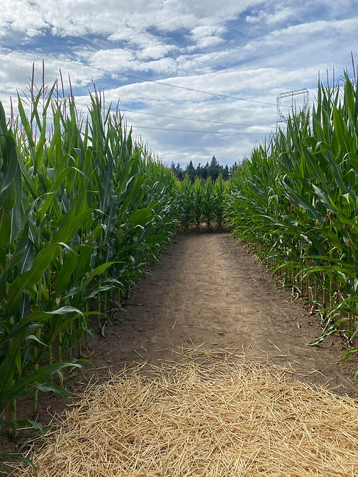 Corn Maze Entry.jpg