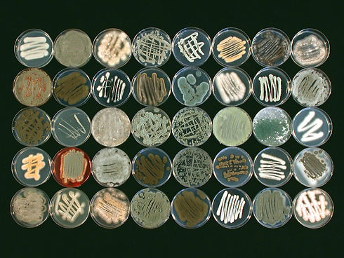 Morphological_diversity_of_marine_fungi.jpg