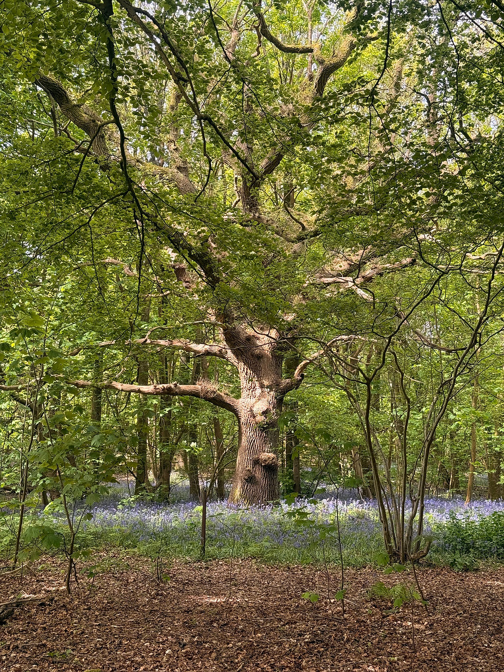 Bluebell session!