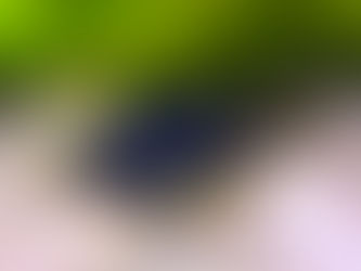 How to Sex Black Rams