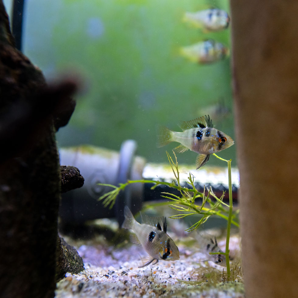 Thumbnail: German Blue Ram