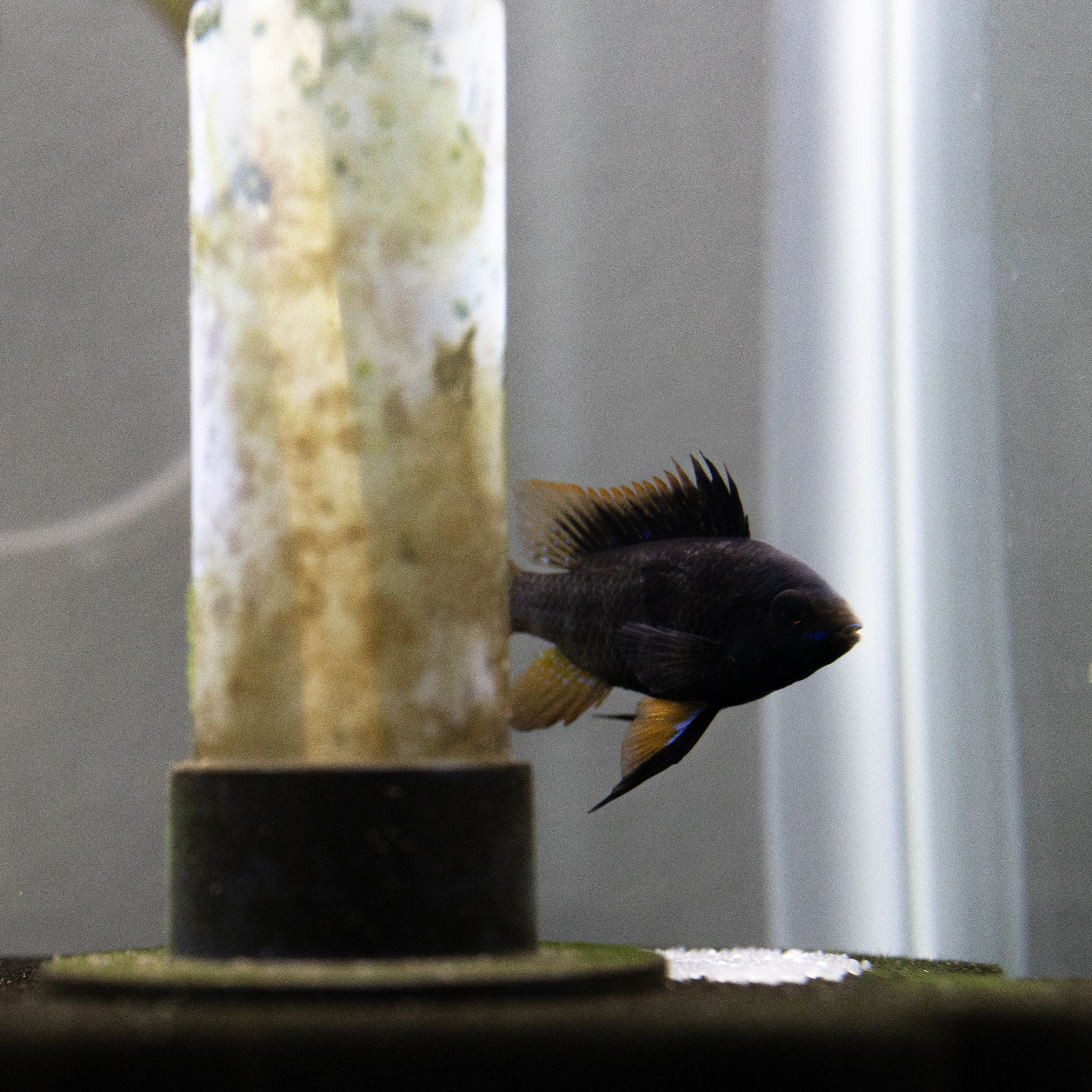 Proven Breeding Pair of German Black Knight Rams