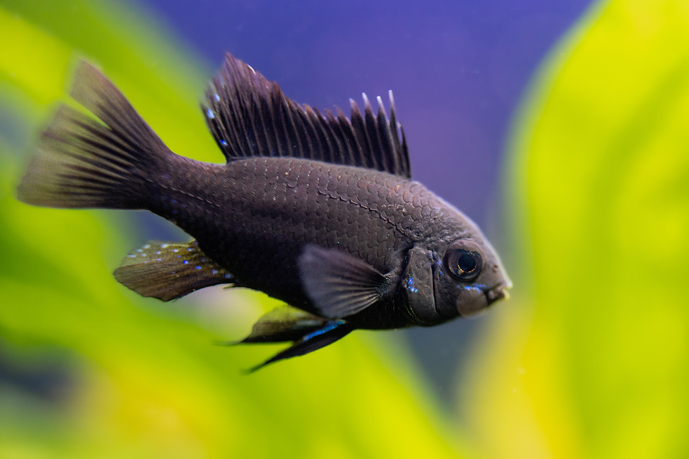 Thumbnail: German Black Knight Ram Dwarf Cichlid