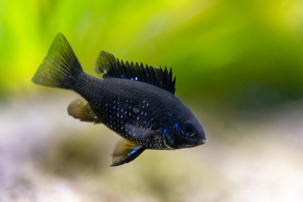 Thumbnail: German Black Knight Ram Dwarf Cichlid
