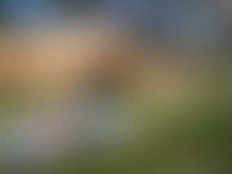 Neues vom Waldkindergarten