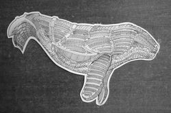 Animaux en batîment, Dauphin