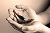 Hands cradling a butterfly, soft sepia tone, gentle care, Lauren Vaknine.