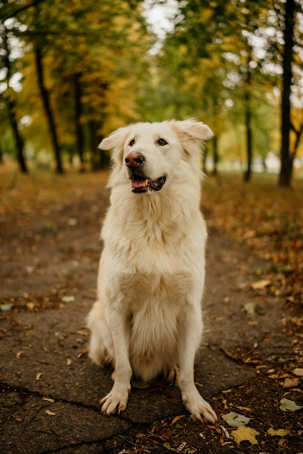 Blije hond aan de leiband tijdens een rustige uitlaatwandeling in Gent