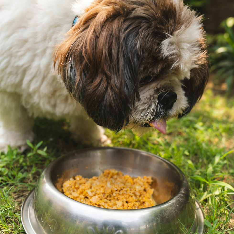 Hond in het gras met een metalen voerbak met natvoer