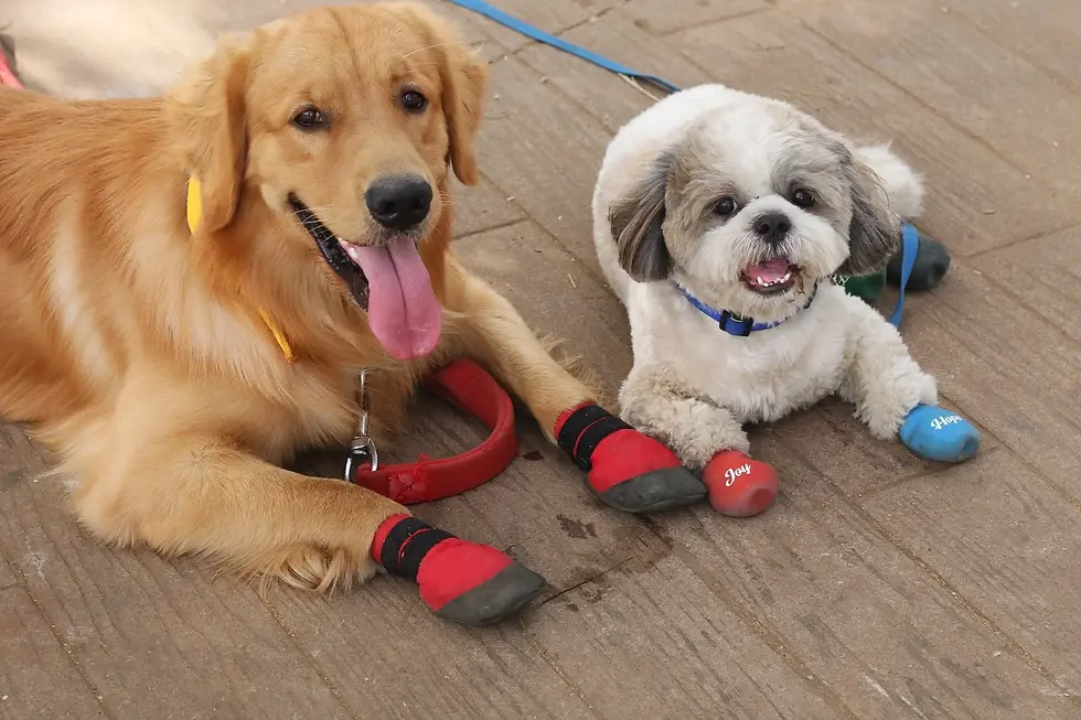 2 honden met schoentjes aan