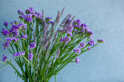 Apartment Split - ATRIUM (30)