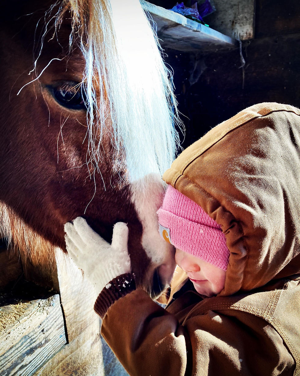 5 benefits of Equine Assisted Learning