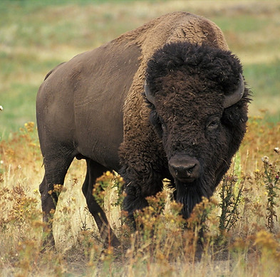 Bison.jpg