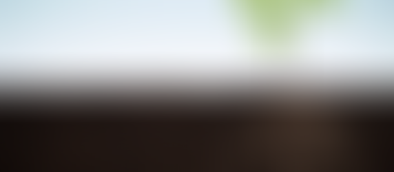 A seedling taking root