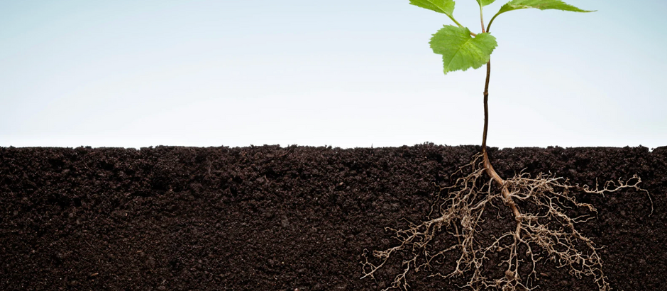 A seedling taking root