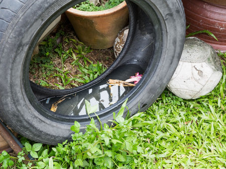 Mosquitos y temporada de lluvias: ISSEMYM llama a prevenir dengue, zika y chikungunya