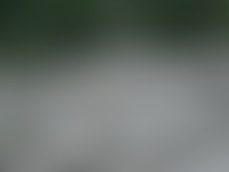 TRAS MEDIO SIGLO DE AUSENCIA, EL LOBO MEXICANO REGRESA A LA SIERRA MADRE OCCIDENTAL