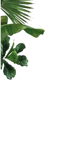 Fundo folhas - branco