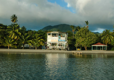 Purple Turtle, Dominica