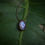 Thumbnail: Moonstone Necklace