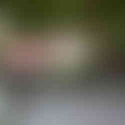 Eingang zum Wald mit Wildschweinen.