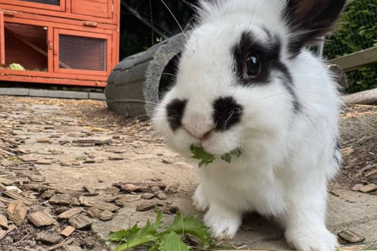 Bobo hat wieder Hunger.