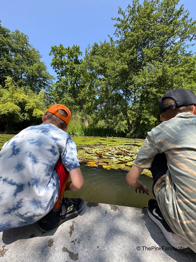 Die Bubis am Teich - Fische kucken.